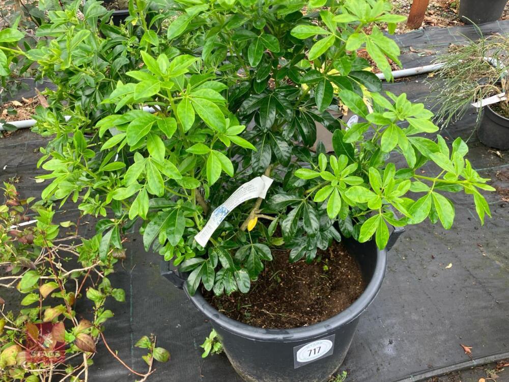 1 X CHOISYA TERNATA SHRUB