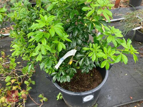 1 X CHOISYA TERNATA SHRUB