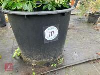 1 X CHOISYA TERNATA SHRUB - 2
