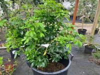 1 X CHOISYA TERNATA SHRUB - 3
