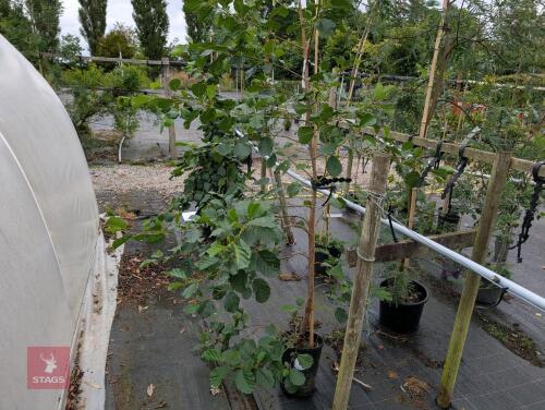 1 X ALNUS GLUTINOSA TREE