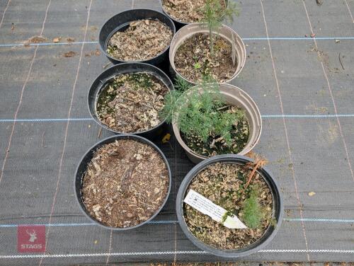 7 X FERULA COMMUNIS GIANT FENNEL