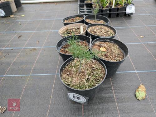 7 X FERULA COMMUNIS