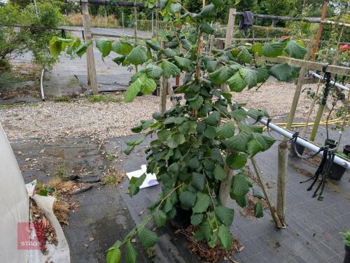 1 X ALNUS GLUTINOSA TREE