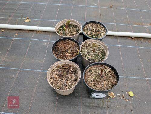 6 X FERULA COMMUNIS GIANT FENNEL
