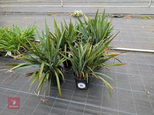 6 X DIANELLA FLAX LILY