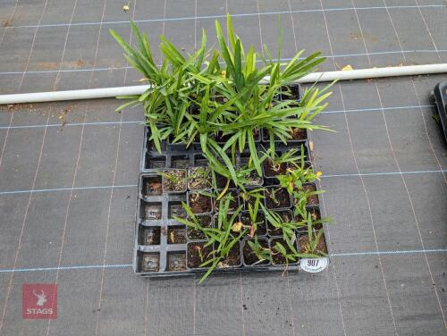 41 X EVERGREEN AGAPANTHUS