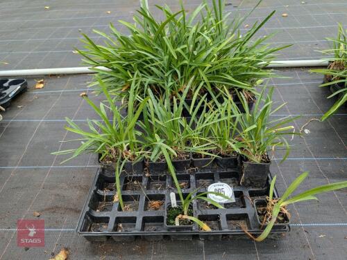 EVERGREEN TOP POND AGAPANTHUS