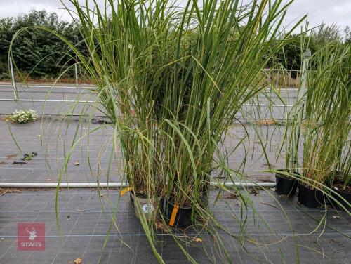4 x SPARTINA PECTINATA AUREOMARGINATA