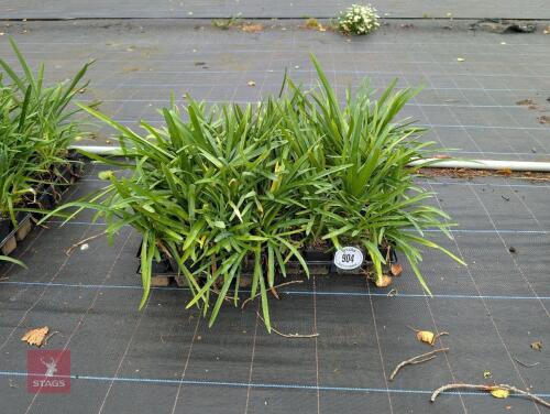 EVERGREEN TOP POND AGAPANTHUS