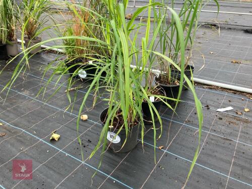 4 X MISCANTHUS SINENSIS