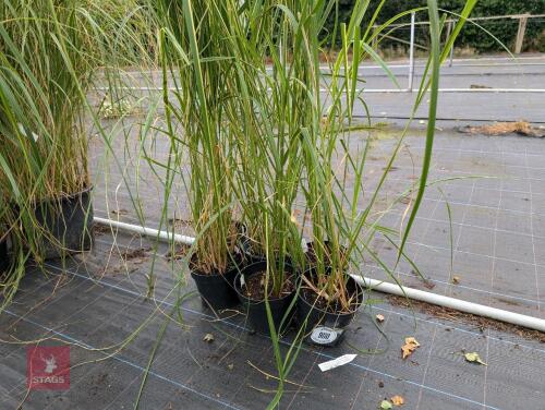 6 X SPARTINA PECTINATA AUREOMARGINATA