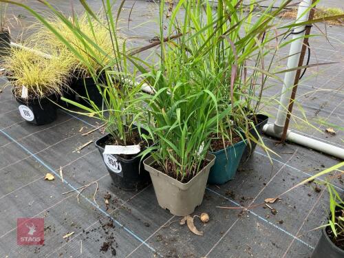 6 X PANICUM ROTSTRAHLBUSCH