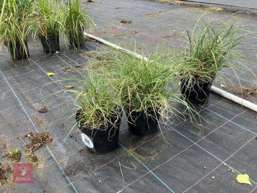 3 X MISCANTHUS SINENSIS ADAGIO
