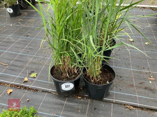 4 X PANICUM VIRGATUM BLUE GIANTS