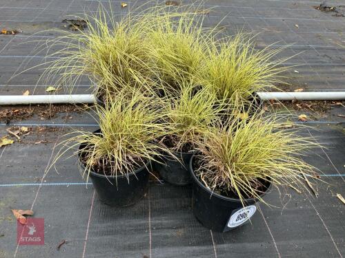 6 X CAREX BRUNNEA JENNEKE