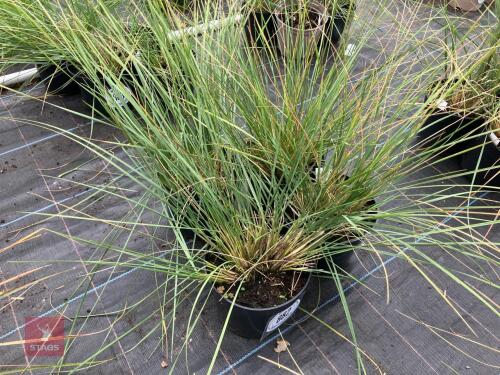 4 X STIPA GIGANTEA GOLDEN OATS