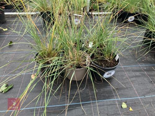 5 X STIPA GIGANTEA GOLDEN OATS