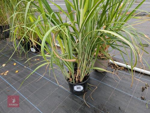 3 X MISCANTHUIS SINENSIS NAVAJO