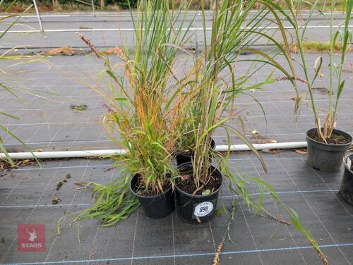 4 X MIXED GRASS