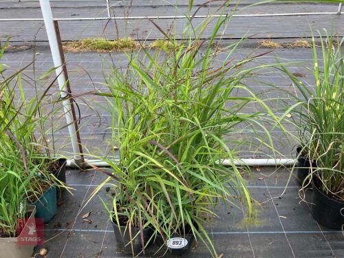 6 X PANICUM ROTSTRAHLBUSCH