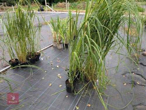 4 X SPARTINA PECTINATA AUREOMARGINATA