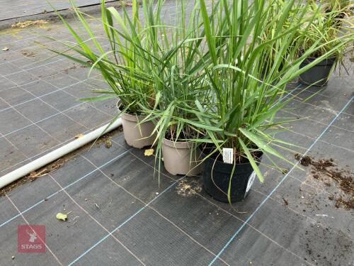 3 X PANICUM VIRGATUM BLUE GIANTS