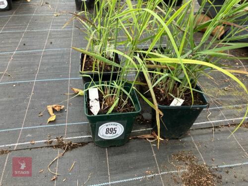 4 X PANICUM ROTSTRAHLBUSCH