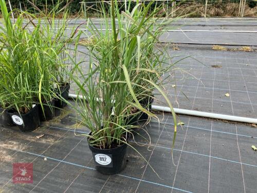 3 X MISCANTHUS SINENSIS ZEBRINUS