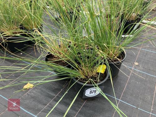 4 X STIPA GIGANTEA GOLDEN OATS