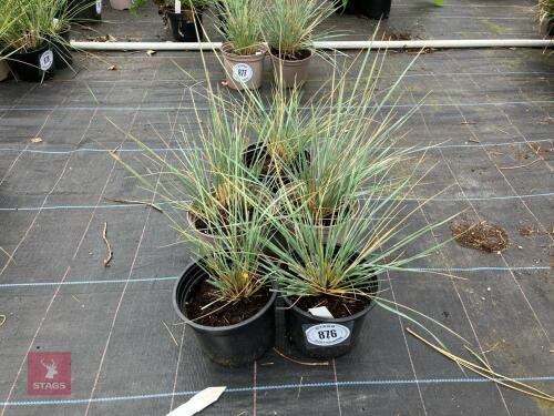 5 X HELICTOTRICHAN SEMPERVIRENS