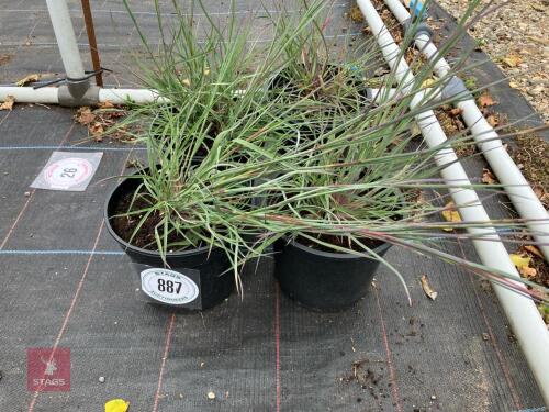 4 X ANDROPOGAN SCOPARIUS PRAIRIE BLUES