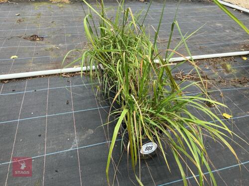 3 X CALAMAGROSTIS BRACHYTRICHA