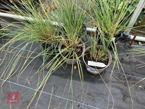 5 X STIPA GIGANTEA GOLDEN OATS