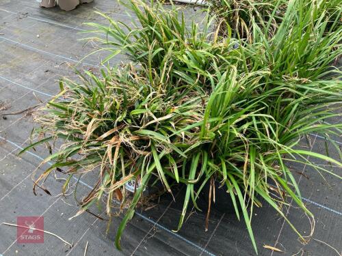 4 X LIRIOPE LILY TURF