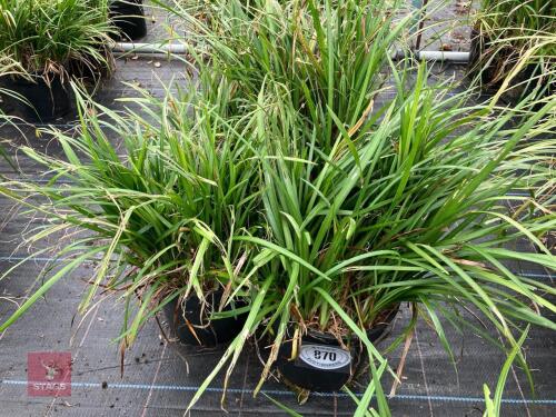 4 X LIRIOPE LILY TURF