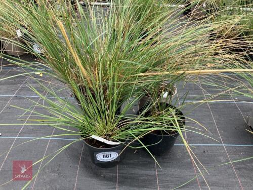 4 X STIPA GIGANTEA GOLDEN OATS