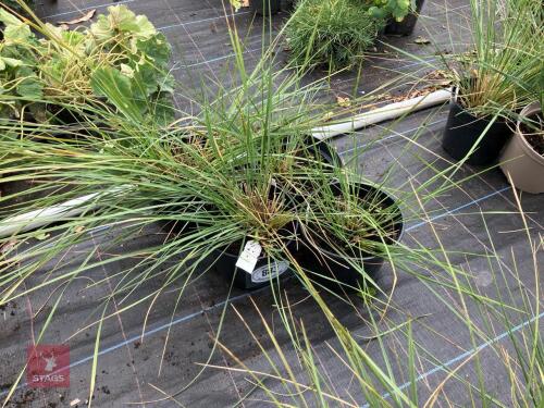 4 X STIPA GIGANTEA GOLDEN OATS