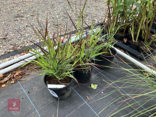 3 X PANICUM VIRGATYUM SHENANDOAH