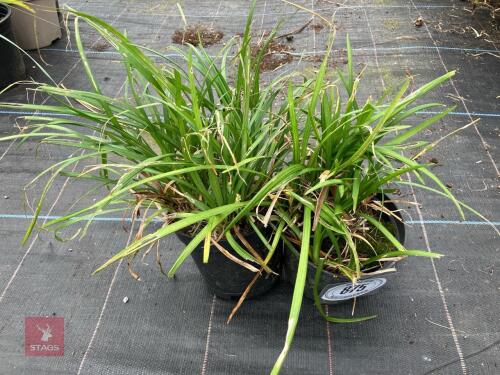 2 X LIRIOPE LILY TURF