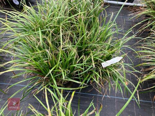 4 X LIRIOPE LILY TURF