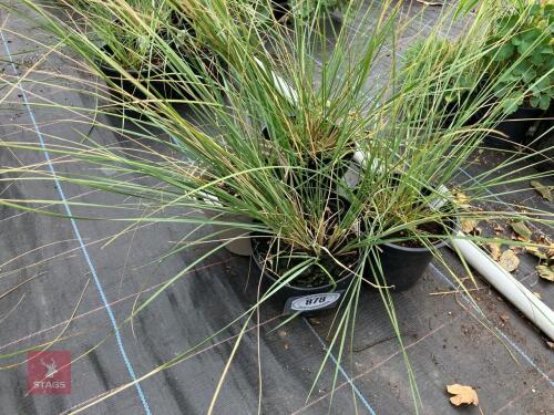 4 X STIPA GIGANTEA GOLDEN OATS