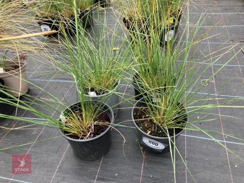 4 X STIPA GIGANTEA GOLDEN OATS