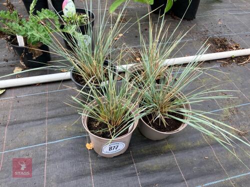 4 X HELICTOTRICHAN SEMPERVIRENS