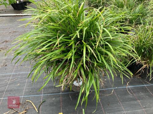 1 X LIRIOPE LILY TURF