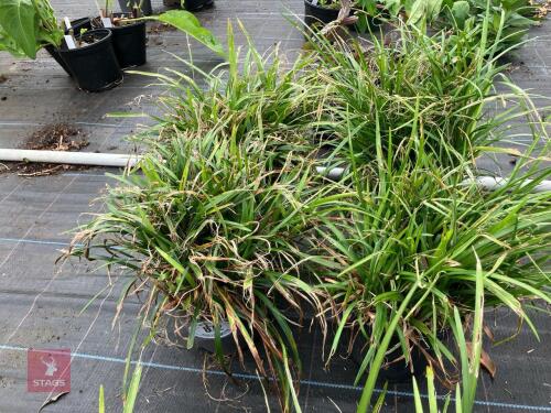 4 X LIRIOPE LILY TURF