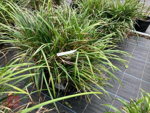 4 X LIRIOPE LILY TURF