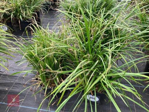 4 X LIRIOPE LILY TURF