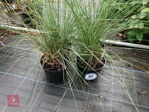 4 X MUHLENBERGIA CAPILARIS