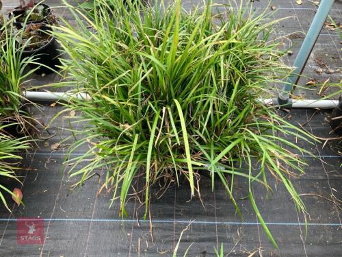 4 X LIRIOPE LILY TURF